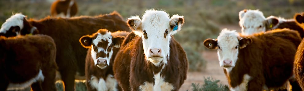 industries meat and livestock